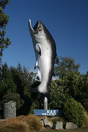 The Big Salmon of Rakaia