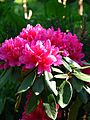 Rhododendron sp. 016
