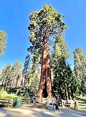Sentinel Tree, Sequoia National Park - June 2022
