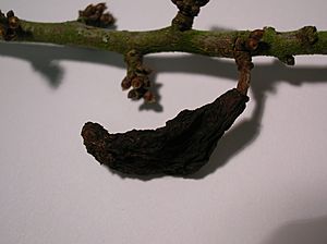Taphrina pruni, Pocket Plum gall