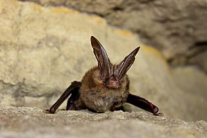 Virginia big-eared bat female.JPG