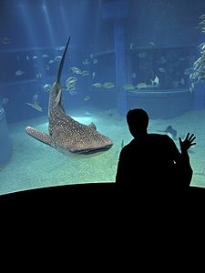 Whale Shark - Osaka Aquarium