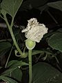 A tiny growing calabash (bottle gourd) with flower captured at night