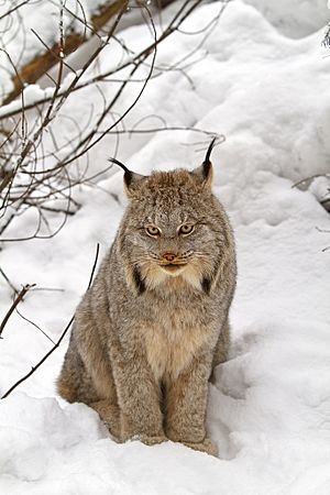 Canada lynx by Michael Zahra