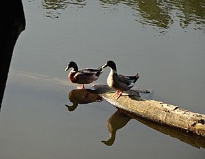Ducks in the ponds