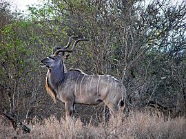 Kudu Kruger