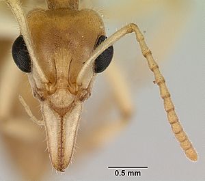 Nothomyrmecia macrops casent0172003 head 1