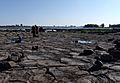 Ottawa River Stromatolite Bed