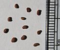 Sarracenia purpurea seeds, by Omar Hoftun