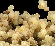 Corn earworm, eggs 2014-06-06-10.46.51 ZS PMax (15938018542)