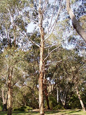 Eucalyptus benthamii 01