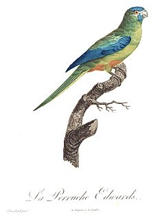 Levaillant Parrot 68