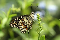 Lime Butterfly Papilio demoleus