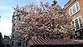Magnolia tree at Piccadilly Market (2013)