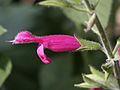 Salvia dorisiana (Scott Zona) 001