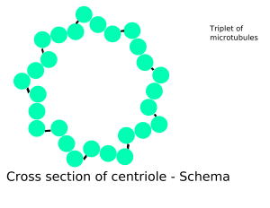 Centriole-schema