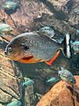 Close-up of a piranha at Georgia Aquarium
