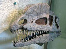Dilophosaurus skull cast