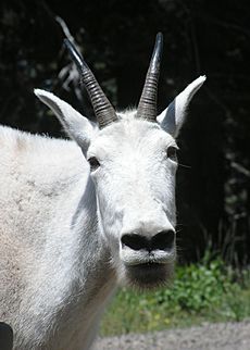Flickr - Oregon Department of Fish & Wildlife - 023 mtn goat indian rock paustian odfw