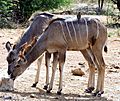 Oxpeckers on Kudu