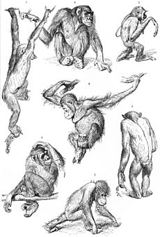 Primates-drawing