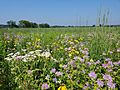 Restored tallgrass prairie in DuPage County, Illinois