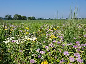 Restored tallgrass prairie in DuPage County, Illinois.jpg