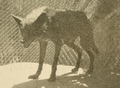 The fur animals of Louisiana (1931) Louisiana black wolf