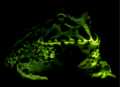 Biofluorescence in Ceratophrys cranwelli - 41598 2020 59528 Fig2-bottom (cropped)