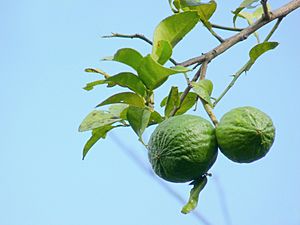 Citrus aurantiifolia in Kadavoor