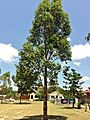 Eucalyptus amplifolia - immature tree