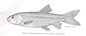 FMIB 34247 Utah Chub (Leuciscus atrarius)