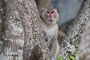 Indochinese Rhesus Macaque