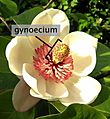 Magnolia wieseneri - labelled gynoecium