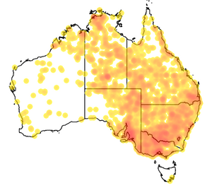Map of Falco subniger records as at November 2013, created by Atlas of Living Australia, data courtesy Australian Faunal Directory