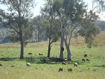 Paddocks along The Hollows Road at Josephville, Queensland 2.jpg