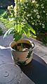 Passiflora ligularis whole in pot