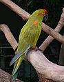 Red-fronted Macaw (Ara rubrogenys) -on branch-3cp