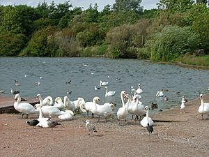 Swans at Comeston Lakes Country Park (geograph 232385)