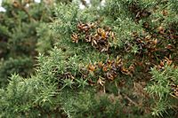Fruiting Gorse - Flickr - Tatters ❀