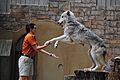Grey Wolf Interacting with Trainer