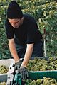 Harvesting Chardonnay grapes