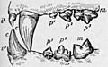 NIE 1905 Lion - teeth