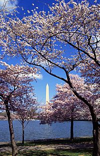 Washington C D.C. Tidal Basin cherry trees