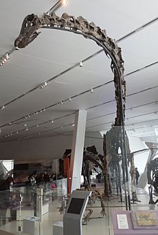 Barosaurus - Sauropod Dinosaur at ROM