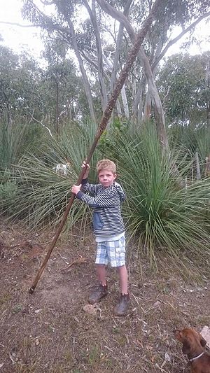 Boy holding a yakka plant