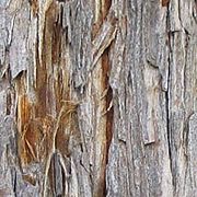 Coast redwood bark