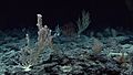 Deep sea corals, Wagner Seamount