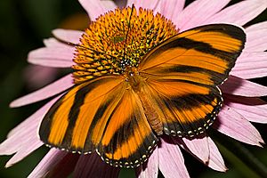 Dryadula-phaetusa-butterfly