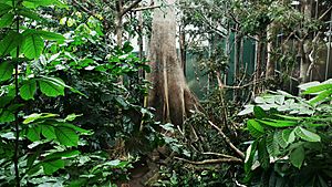 El bosque inundado amazonico-cosmocaixa-2009 (2)